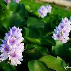 ေ၀းခဲ႕ၿပီ ပန္းခရမ္းၿပာ - ခင္ေမာင္တိုး