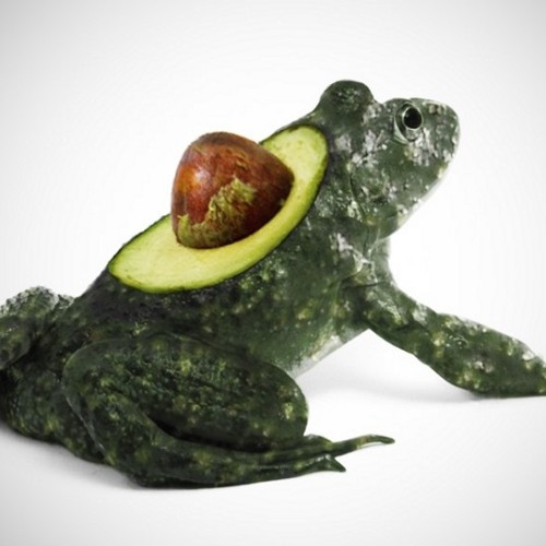 Prog Avocado