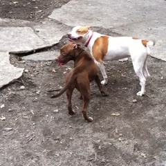 died in your arms tonight REMIX