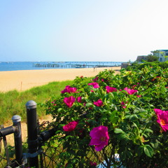 Singer / Songwriter / Indie