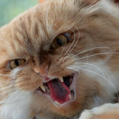 Diplo vs. Big Freedia - Express Yourself a Shame (laMark Mashup)