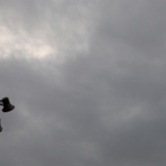 36 minutes with Sandro Perri MP3