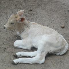 los halcones de san luis busco un amante