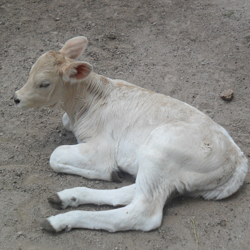 los halcones de san luis busco un amante