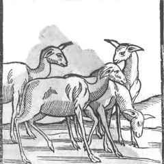 As the llamas walk through the valley (of the shadow of death)