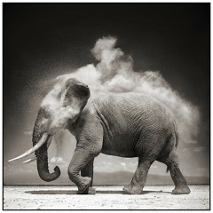 Elefante