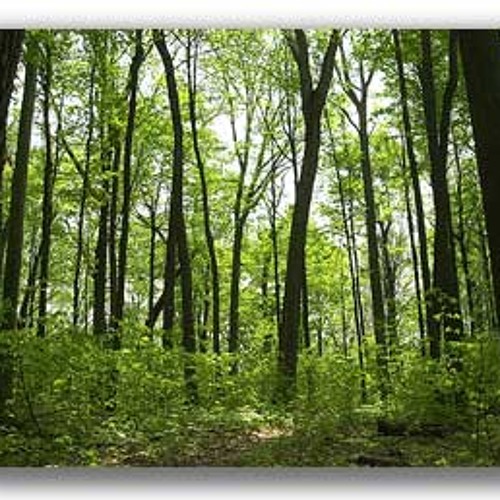 Sylvan Spirits