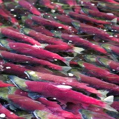 Salmon Swimming Sound for Those About to Slosh (Sound of the Day)