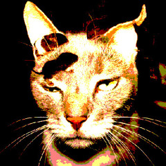 Cat Slap - by Tomye Durkin - mp3- Origonal mix- nov 2012