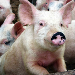 Big Idiot Buys A Pig (He Zemin - Huang Peiying)