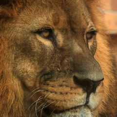 got to be strong (single)