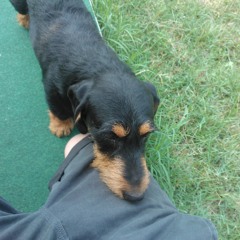 DANKLE - Dont Be A Pussy