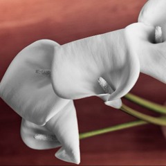 NaNoWriMo Voice Memo, back music Aus-Lovers