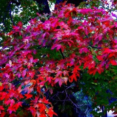 Something in Red  Kim Hill Milner (cover)