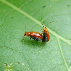 Dreen - Bugs having sex
