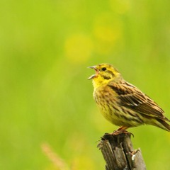 Scribblie (for recorder quintet and audience member)