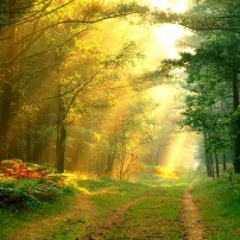 Simil_el´s_Tras_ solar