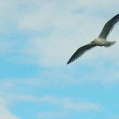 Seagull Orchestra - Aerial Promenade