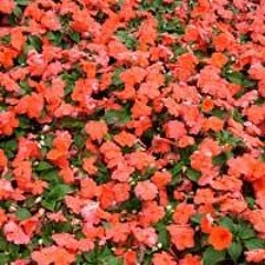 03 Impatiens Candy Deep Salmon