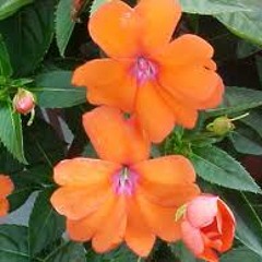 01 Impatiens Fanfare Orange