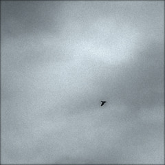 Pascal savy-oblique