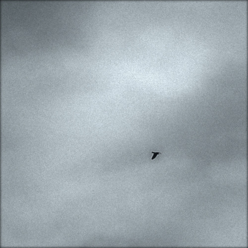 Pascal savy-oblique