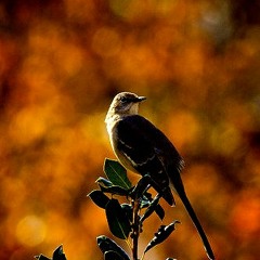 Sapnomoi (Bangla Kobita)
