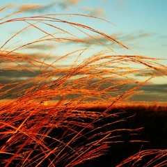 Summer Wind (2011) (free DL in Buy link)