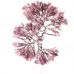 Sun Glitters Remix of Penny Police - All That Stuff