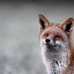 Ted & Francis - Erlend (Gloves I Love you Whitney  version)