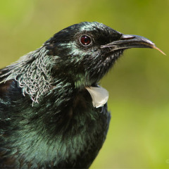 New Zealand native birdsong dawn chorus