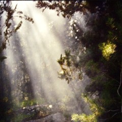 RuFFuS - FoReSt FlaVoUr 2