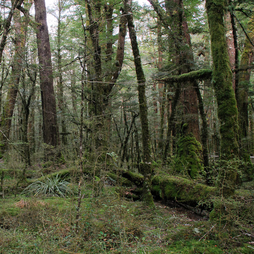 Dawn at Cascade Creek