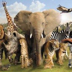 Wild Animals