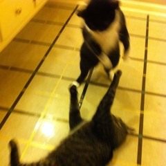 Wol and Weeps - Panther (Not About Panthers)