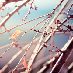花は咲く - the flower comes into bloom
