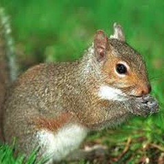 Squirrels In Hyde Park