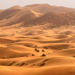 Sahara