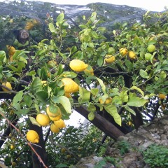 The Lemon Tree - DEMO