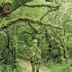 Flako - Mating Dance [miscopisco edit]