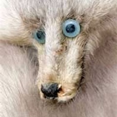 Beastial Fortifications