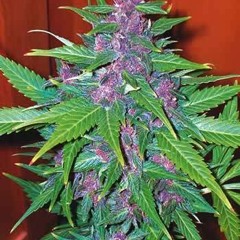 DJAT T-Rock - Conspiracy Theory - 15 - No Remorse (Slowed)