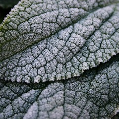 William French - Frosty Leaf