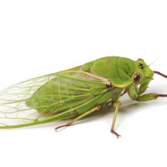 Cicada (Live)