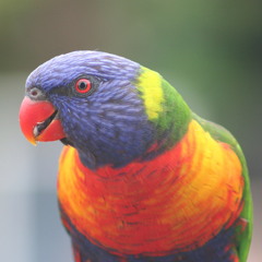 Lorikeet (Live)