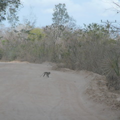 Somali Lullaby Hoobeey, hoobey