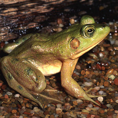 Pig Frog (Lithobates grylio)