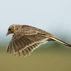 Skylark