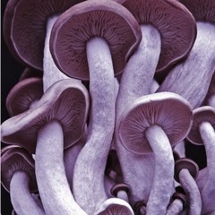 Aleh&Korum - TakUjVyshlo [live improvisation]