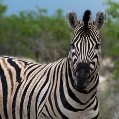 Crazy Zebra Mesa